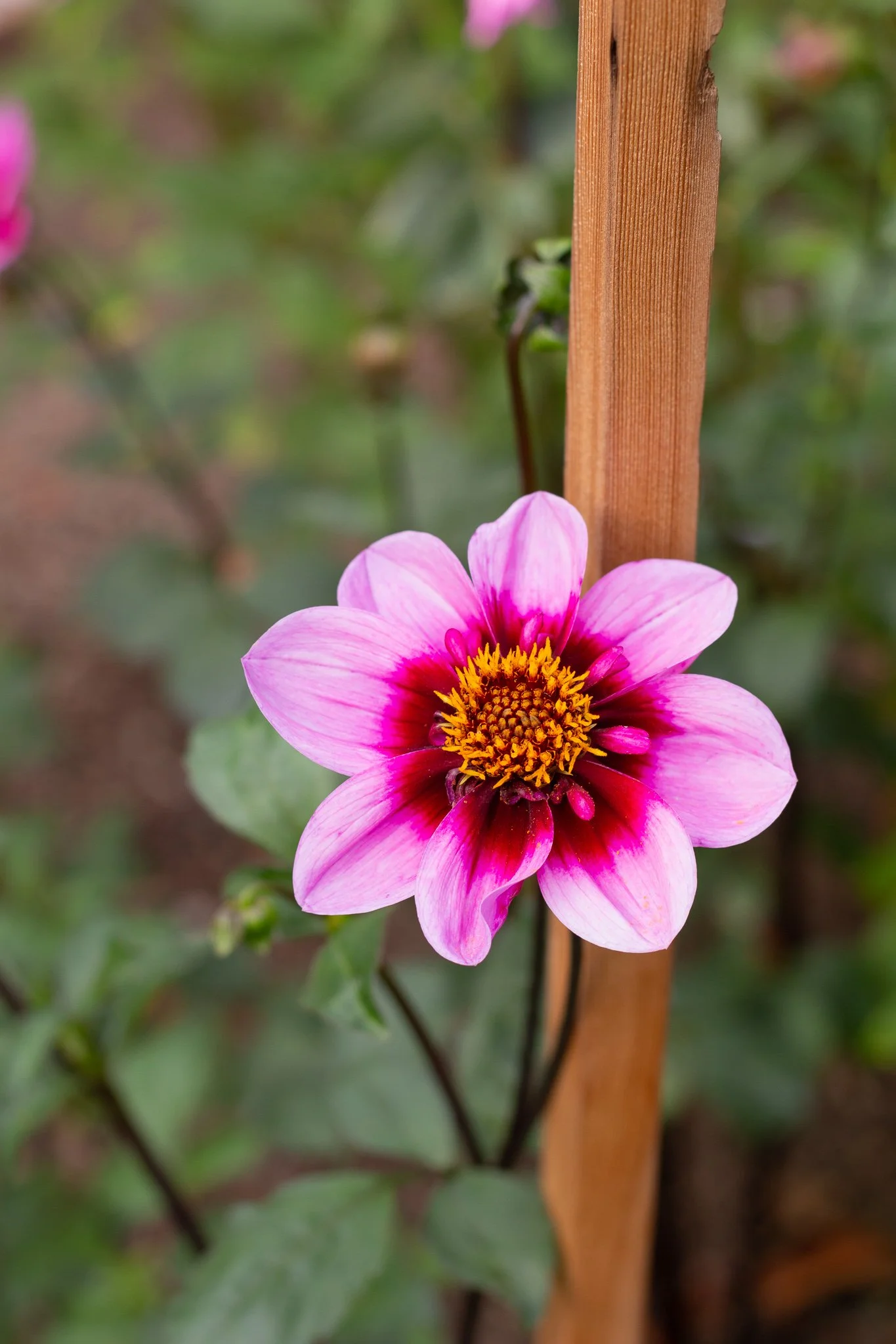Dahlia : Bee Happy — ciderpress lane